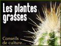 Les plantes grasses