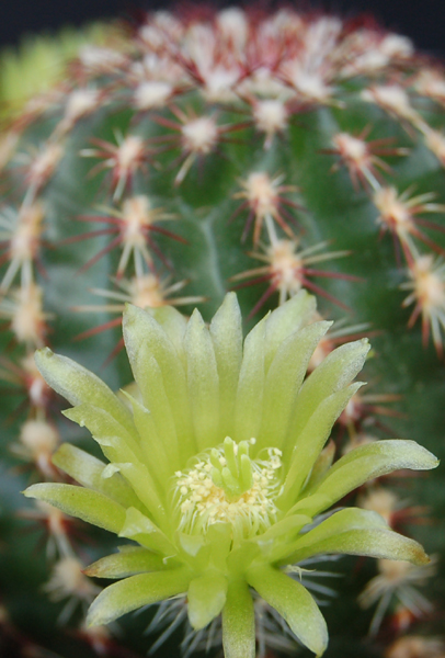 Echinocereus Viridiflorus