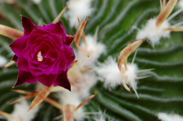 Echinofossulo Cactus