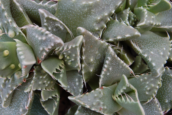 Faucaria Felina