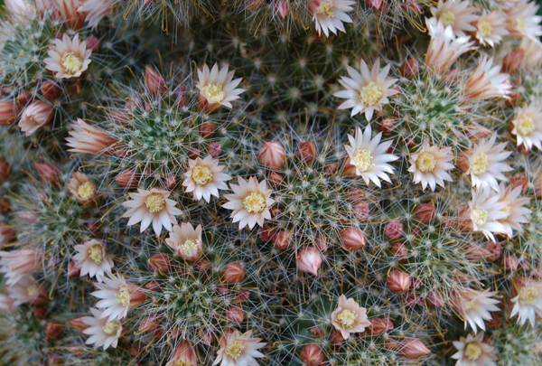 Mammillaria