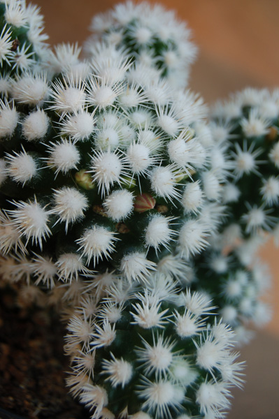 Mammillaria Gracilis