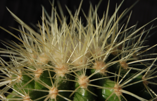 Echinocactus Grusonii