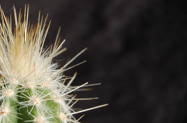 Echinopsis candicans