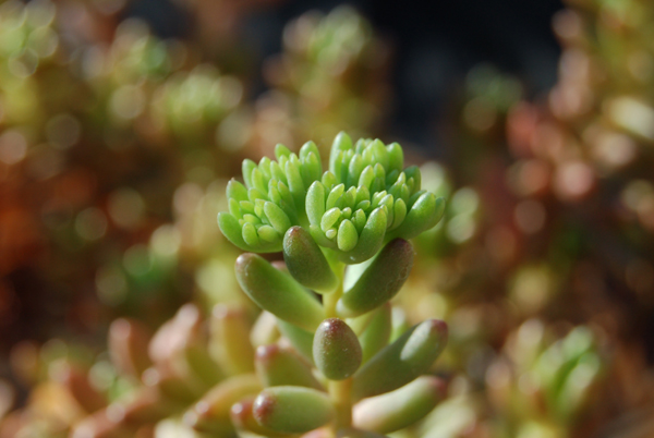 Plantes grasses succulentes