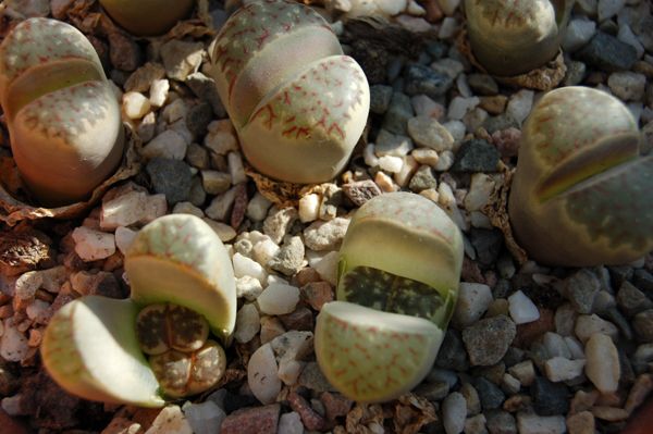 Lithops