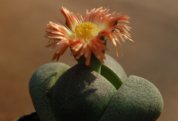 Pleiospilos