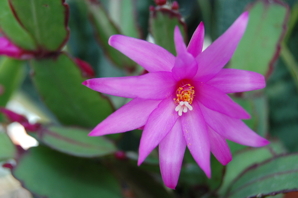 Schlumbergera