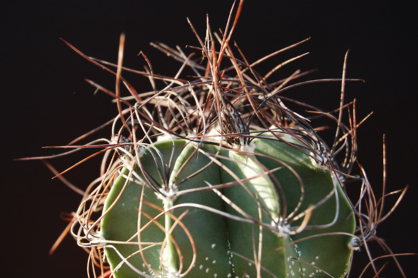 Astrophytum Capricorne Senile