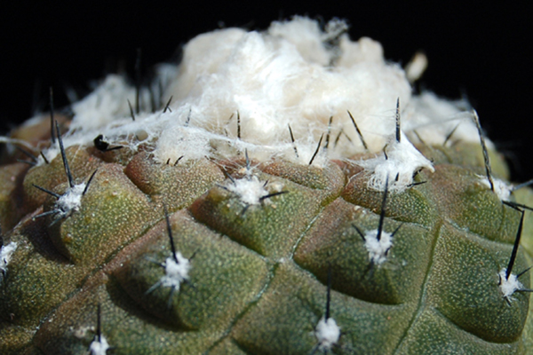 Copiapoa