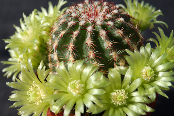 Echinocereus Viridiflorus