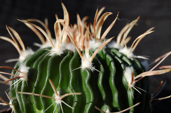 Echinofossulocactus