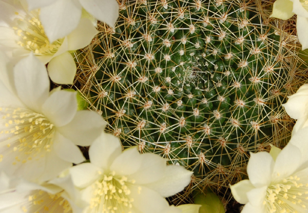 Rebutia